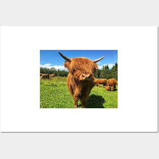 Scottish Highland Cattle Calf 2024 Posters and Art